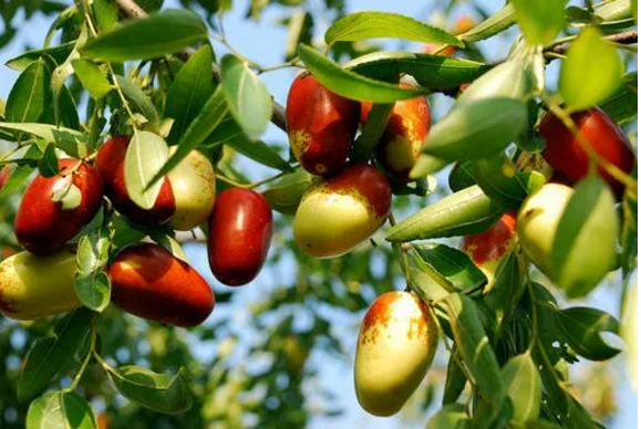 阿膠+紅棗養(yǎng)足氣血 一日吃仨?xiàng)椙啻翰伙@老 阿膠+紅棗養(yǎng)足氣血 一日吃仨?xiàng)椙啻翰伙@老