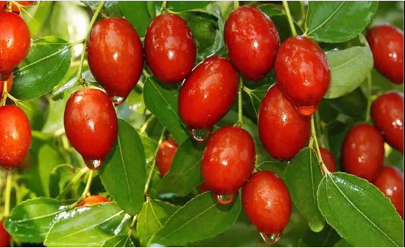 阿膠+紅棗養(yǎng)足氣血 一日吃仨?xiàng)椙啻翰伙@老 阿膠+紅棗養(yǎng)足氣血 一日吃仨?xiàng)椙啻翰伙@老